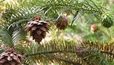 花生繁殖方式|花生是裸子植物吗？——揭开花生的真面目（探究花生。